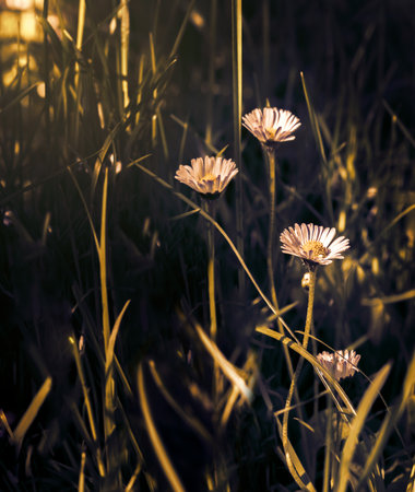 Beautiful daisy flower blossom on wild field in sunset light. Soft focus. Creative dark low key toned. Greeting card template. Nature background. Copy space.の写真素材