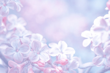 Beautiful purple lilac flowers blossom branch background. Soft focus. Greeting gift card template. Pastel toned image. Nature abstract. Copy space.の写真素材