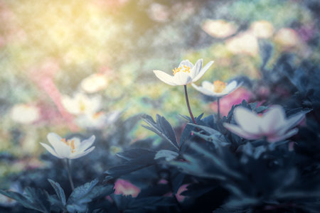 Beautiful spring anemone flower bloom close-up in forest on artistic background with a soft focus. Floral nature. Greeting card template. Magical delightful toned image.の写真素材