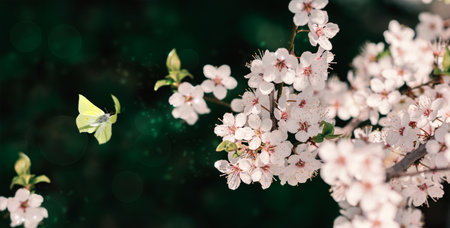 Beautiful blossoming cherry tree, flying butterfly on dark green background in sunlight, shallow depth. Vintage toned. Greeting card template. Nature springtime sakura flower panorama. Copy space banner.の写真素材
