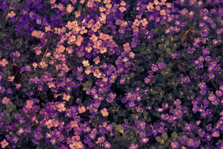 Aubrieta deltoidea or Aubretia flowers pink and purple background closeup. Top view. Soft focus...