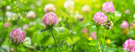 Beautiful spring wild meadow clover flowers, pink and green colors in sun light with bee, ladybug, macro. Soft focus nature background. Delicate pastel toned image. Greeting card template. Nature floral springtime. Copy space. High key.の写真素材