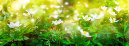 Beautiful blossoming cherry tree on light background in sunlight, shallow depth. Soft vintage pastel toned. Greeting card template. Nature springtime sakura flowers. Copy space.の写真素材