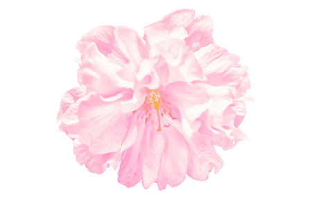 Sakura pink flower cherry blossom isolated on white background. Shallow depth. Soft pastel toned. Floral springtime. Copy space.の写真素材