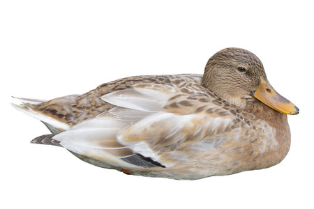 Female mallard duck isolated on white background. Aanas platyrhunchos sits in the nesting position. Wildlife nature.の写真素材