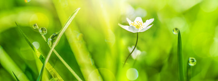 Macro with soft focus rain dew drops on a green grass leaves, anemone in sun light panorama. nature background closeup. copyspace. Spring floral greeting card template. Delicate delightful romantic artistic toned image. Pastel golden toned.の写真素材