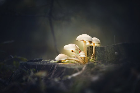 Glowing mushrooms fungus on tree stump in dark forest with ladybug closeup. low key. Magic nature macro background. soft focus.の写真素材