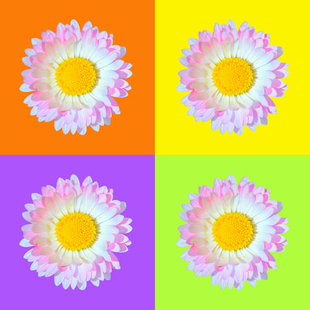 Beautiful single pink and white daisy Bellis flower head isolated on orange, purple, light green and yellow backgrounds closeup. top view. copyspace.の写真素材