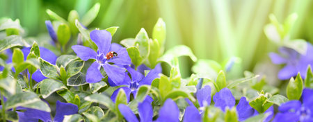 Spring wild meadow periwinkle flowers, green, purple colors, ladybug in sun light, macro panorama. Soft focus nature background panoramic. Delicate pastel toned image. Greeting vintage card template. Nature floral springtime. Copy space.の写真素材