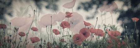 Dreamy poppy flowers bloom, grass, ladybug closeup panorama. Macro with soft focus. Spring floral template. Delicate delightful romantic artistic image. Pastel toned. Nature summer greeting card background.の写真素材