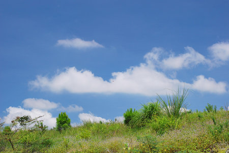 The green field and clear sky background.の写真素材