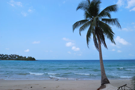 Coconut palms on the coast. sea and coconut palm , Thailandの写真素材