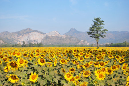 Sunflower field with trees in the middle behind a mountain.の写真素材