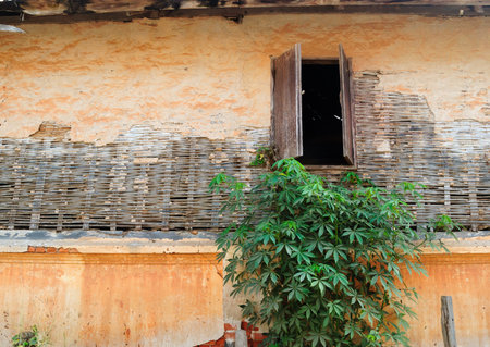 Wood windows on the wall form Weave and tree in the window.の写真素材