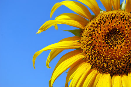 Sunflower separate from the background is blue sky.の写真素材