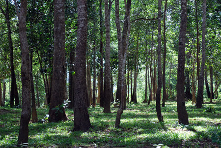 Sunlight in the green tropical forest, Thailandの写真素材