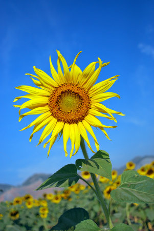 Sunflower separate from the background is blue sky.の写真素材