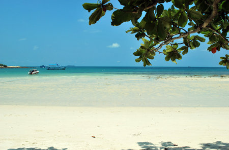 Beautiful sea view with foreground trees.の写真素材