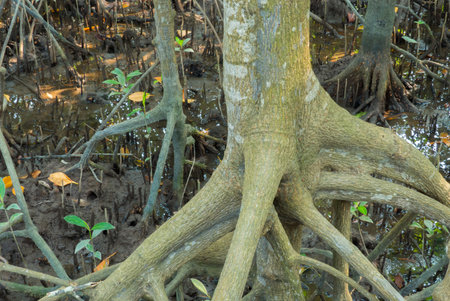 mangrove forest tree root thailandの写真素材