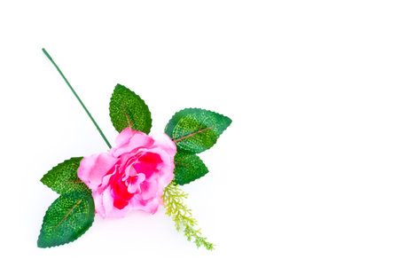 Beautiful pink rose isolated on the white background.Delicate. Wedding flowers. Flower delivery.Blur,blurred,soft focus,motionblurの写真素材