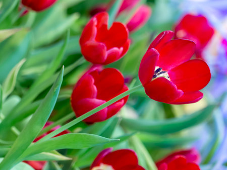Beautiful tulip flower and for happy mothers day,spring flowers,blur effectの写真素材