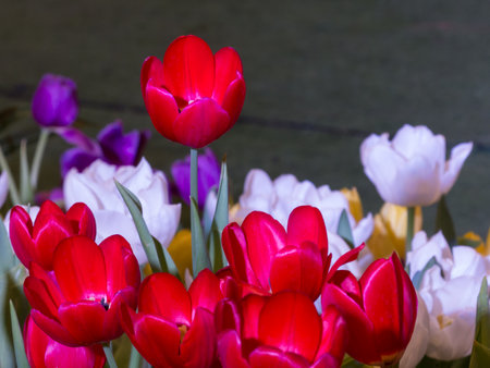 Beautiful tulip flower and for happy mothers day,spring flowers,blur effectの写真素材