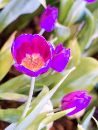 Beautiful tulip flower and for happy mothers day,spring flowers,blur effectの写真素材