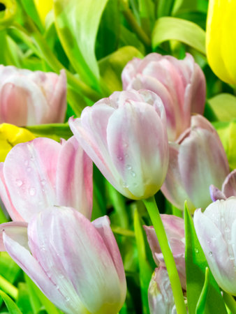 Tulip pink soft blur and for happy mothers day,spring flowers,blur effectの写真素材