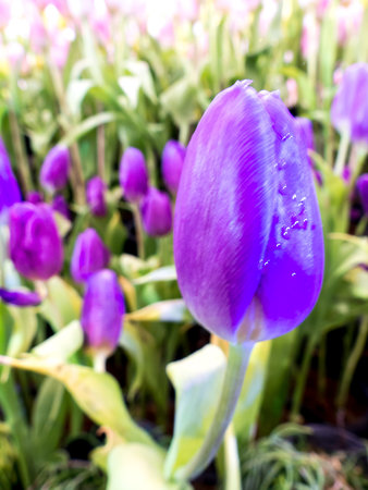 Tulip purple and for happy mothers day,spring flowers,blur effectの写真素材