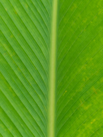 Close up of green leaf texture for background,Wallpaperの写真素材