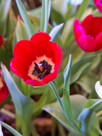 Beautiful  tulip flower close up and for happy mothers day,spring flowers,blur effectの写真素材
