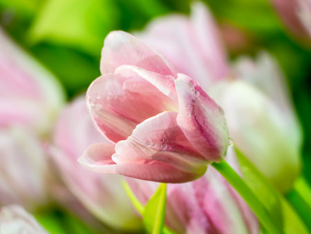 Tulip pink soft blur and for happy mothers day,spring flowers,blur effectの写真素材