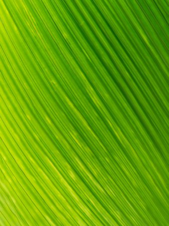 Close up of green leaf texture for background,Wallpaperの写真素材