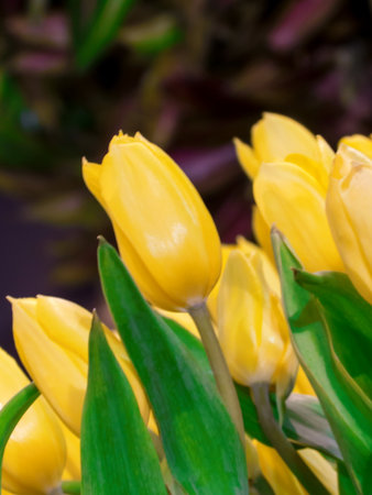 Blur soft tulip yellow and for happy mothers day,spring flowers,blur effectの写真素材