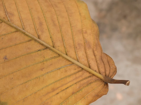 Close up of dry leaf texture for background,wallpaperの写真素材