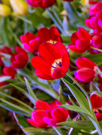 Beautiful tulip flower and for happy mothers day,spring flowers,blur effectの写真素材