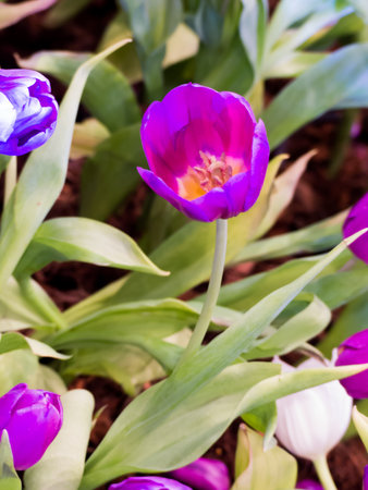 Beautiful tulip flower and for happy mothers day,spring flowers,blur effect
