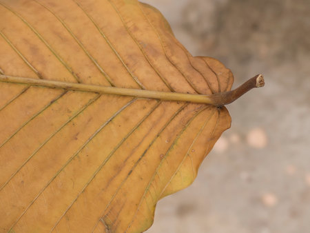 Close up of dry leaf texture for background,wallpaperの写真素材