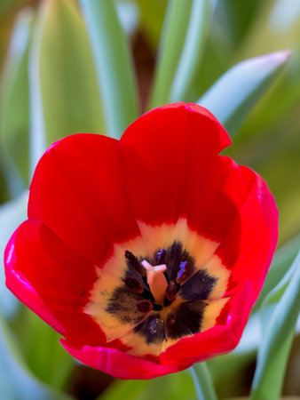 Beautiful  tulip flower close up and for happy mothers day,spring flowers,blur effectの写真素材