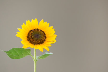 Sunflowers in full bloom in summer, Sunflower oil improves skin health ,Sunflower natural backgroundの写真素材