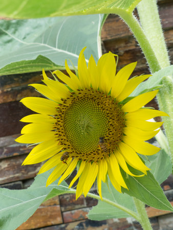Bee on sunflower in full blooming ,Sunflower oil improves skin health ,Sunflower natural backgroundの写真素材