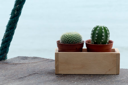 Cactus on wooden and sea background, Many cactus in potの写真素材
