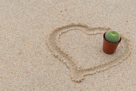 Cactus in flowerpot have heart shaped on sand background.Many cactus in pot