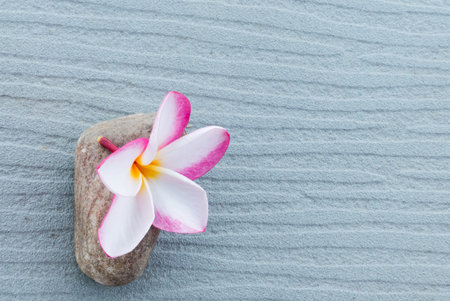 Spa and wellness composition with have frangipani flowers and stone on gray backgroundの写真素材