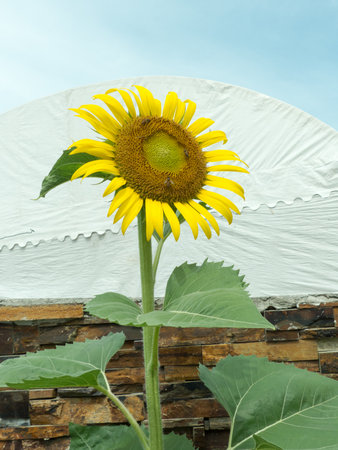 Sunflower beautiful blooming,Sunflower oil improves skin health ,Sunflower natural backgroundの写真素材