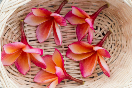 Orange frangipani flowers in the wood basket close up  on gray background.Spa and wellness composition for backgroundの写真素材