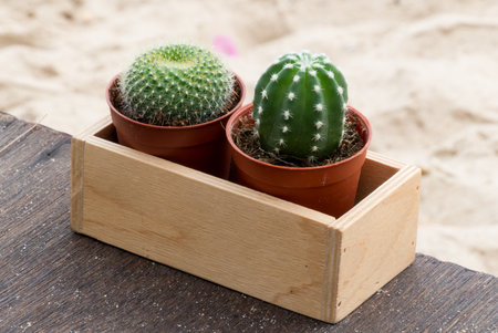 Cactus on wooden and sand background, Many cactus in potの写真素材