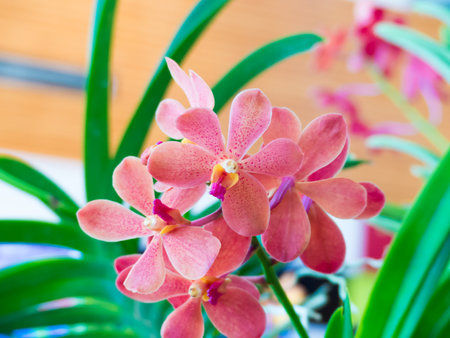 Close up bloom pink orchid flowers in natural garden background,Suitable for about the Love and in the wedding day design background,Soft focus and blureの写真素材