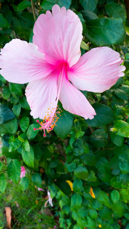 Close up pink hibiscus flower bloom in summer on green leaf natural background,Suitable for about the Love and in the wedding day design background,Soft focus and blurredの写真素材