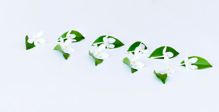 White flowers lay leaf green on white background,For decoration about the love and floral frame,wedding postcard,Top viewの写真素材